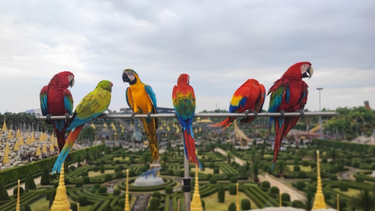 ชมรมเจ้าพระยาฟลายอิ้ง นกแก้วมาคอว์ จำนวนกว่า 100 ตัว