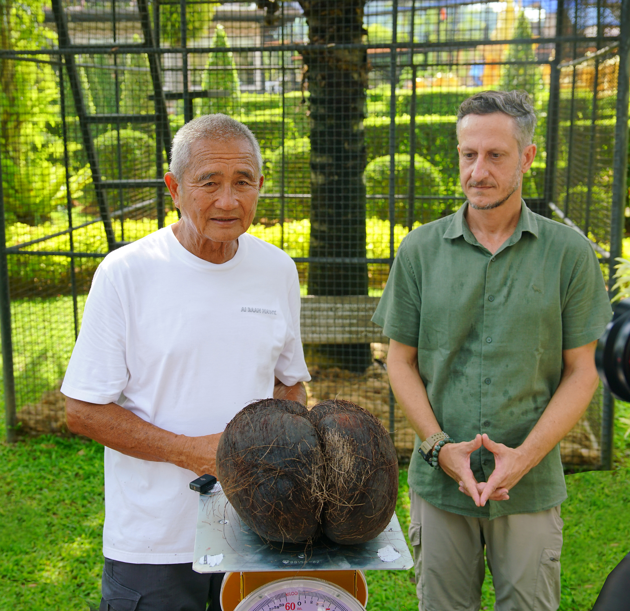 ผู้บริหารสวนพฤกษศาสตร์บราชิล ตะลึง! มะพร้าวทะเลพันธุ์ไม้หายาก! สุกพร้อมกัน 10 ลูก ที่ สวนนงนุชพัทยา