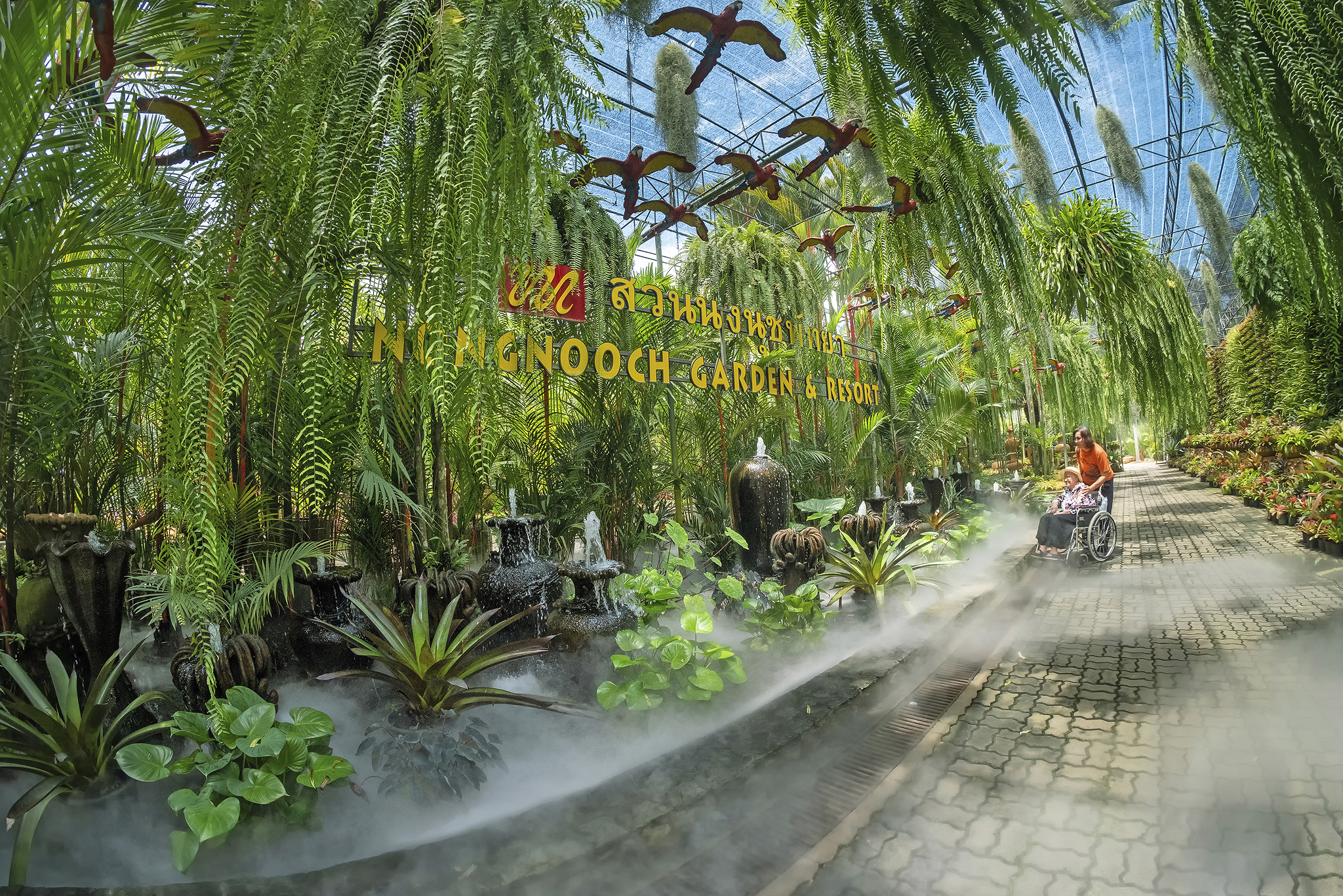 Bromeliad display garden