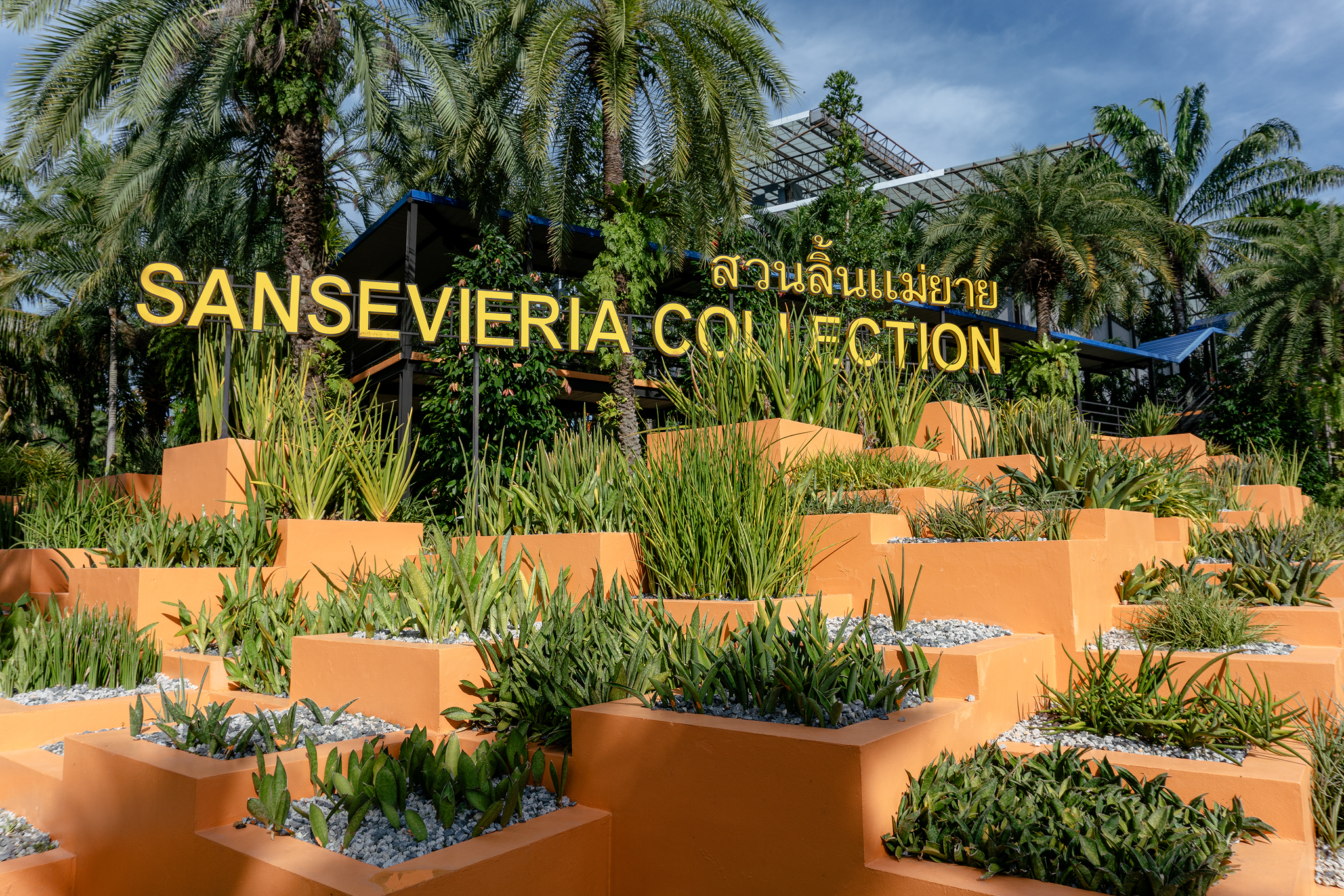 Sansevieria Collection