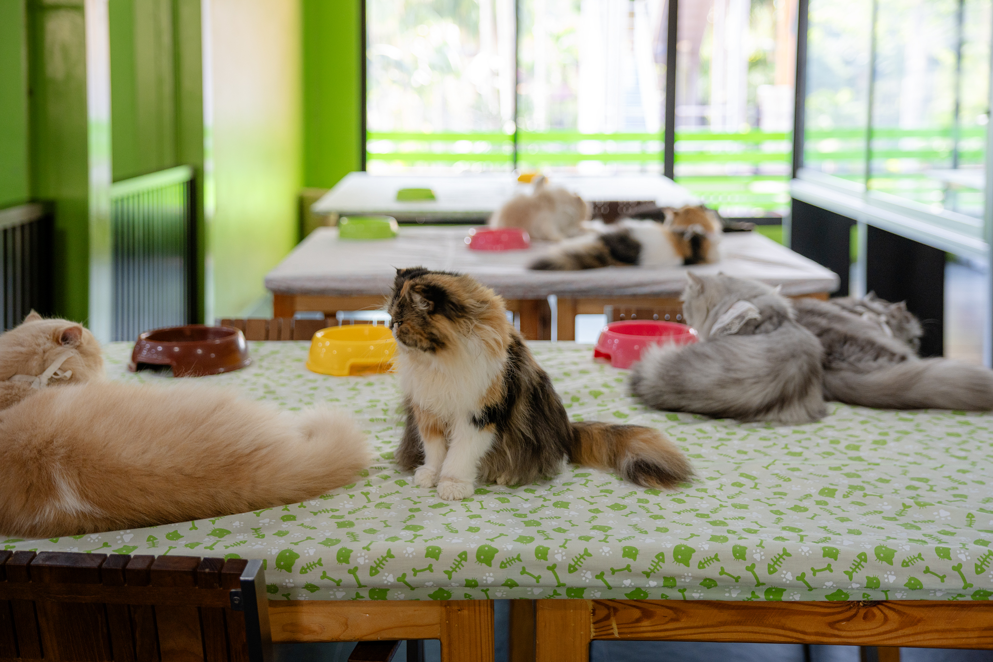 Cat Cafe