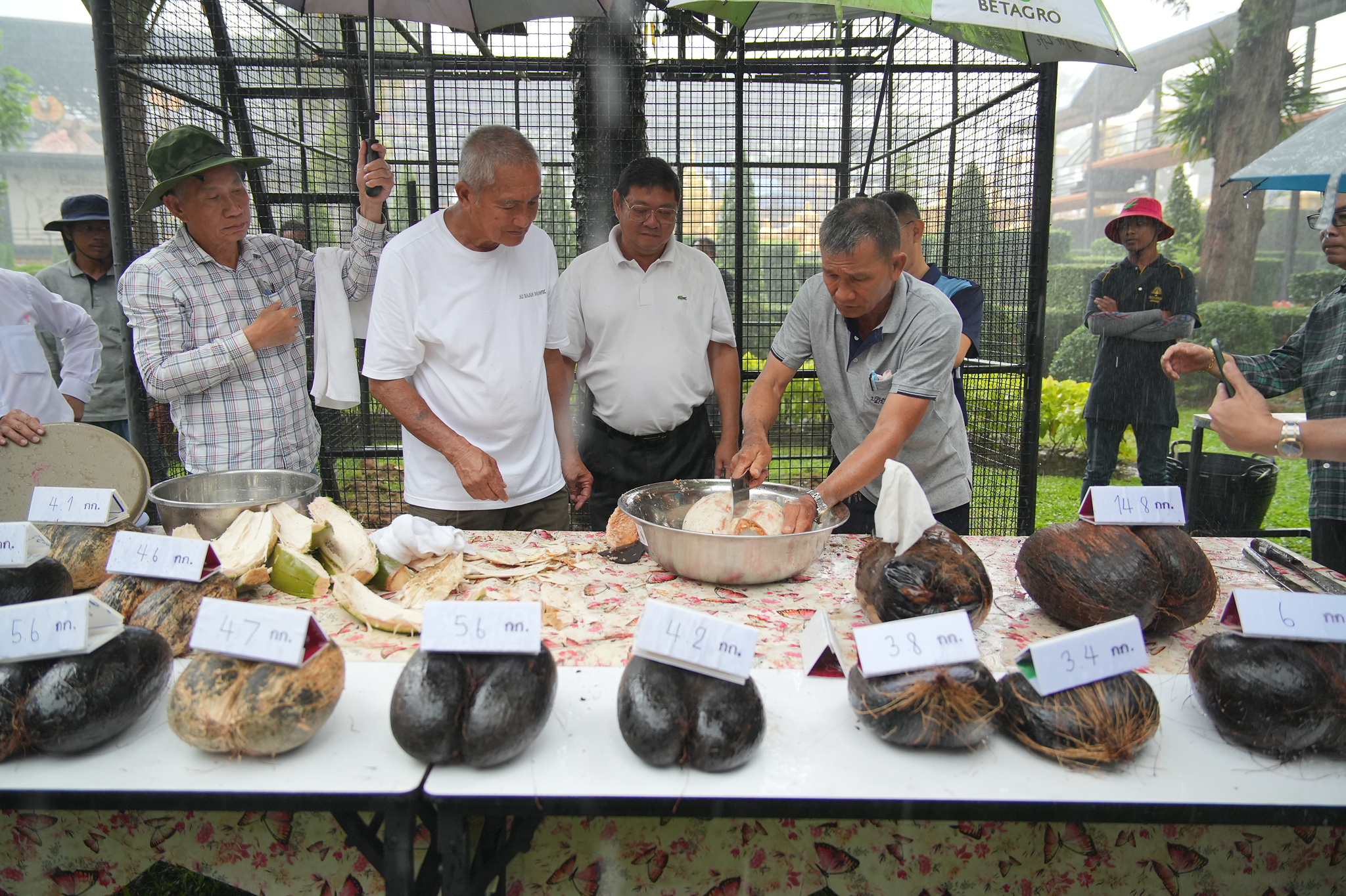 สวนนงนุชพัทยา ปอกมะพร้าวทะเลมากถึง 17 ลูก พร้อมผ่าโชว์1ลูก พันธุ์ไม้หายากแห่งเกาะเชเชลส์