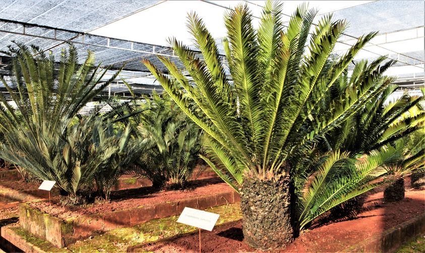 Nongnooch Pattaya Garden has 348 species in cultivation out of the total 352 species of cycads from around the world
