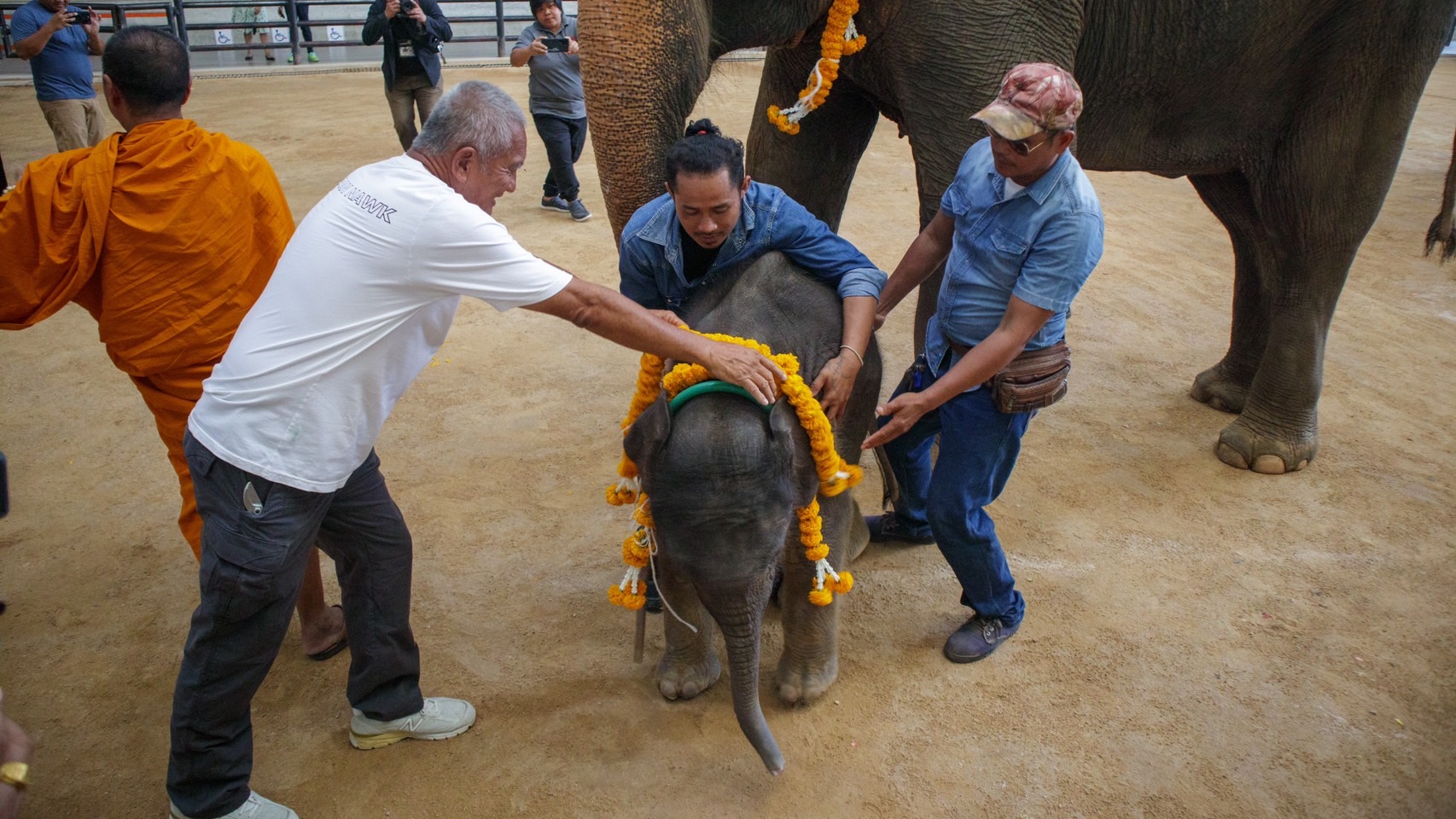 ปางช้างลูกดกสวนนงนุชพัทยา เดือนมิถุนายนเดือนเดียวตกลูกถึง 3 เชือก ฉลองอย่างยิ่งใหญ่
