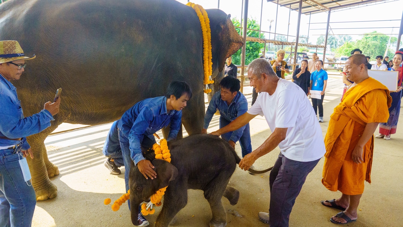 Baby Elephant Boom at Nong Nooch Pattaya Elephant Camp: Second Calf of the Year, Now Home to 82 Elephants in Grand Celebration
