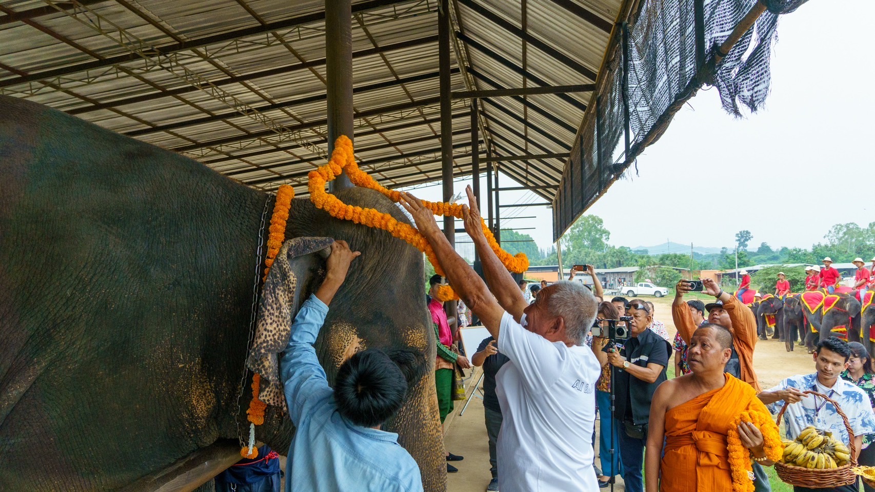 “From Crisis to Celebration: The Incredible Birth Story of Baby Elephant Pang Joobjang”.