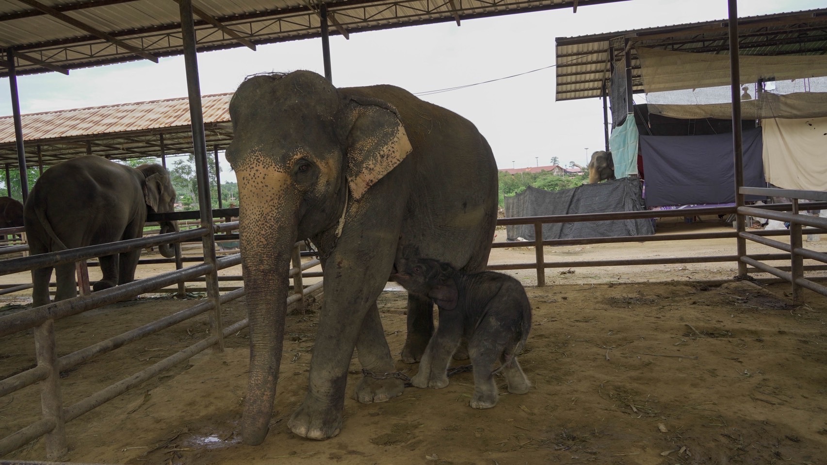 สวนนงนุชพัทยาเร่งด่วน! ส่ง “น้ำนมทองคำ” จากแม่ช้าง ช่วยชีวิตลูกช้างป่าพลัดหลง “น้องข้าวต้ม