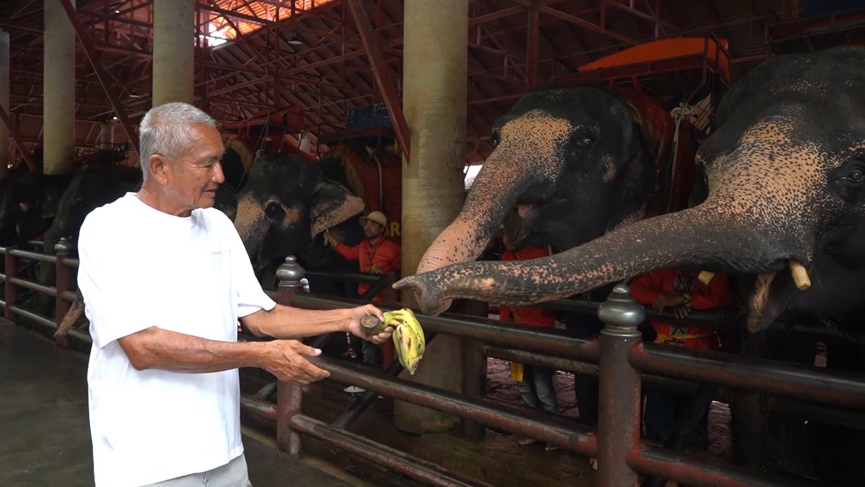 “Annual Elephant Health Checkup at Nongnooch Garden Pattaya – Caring as if Family”