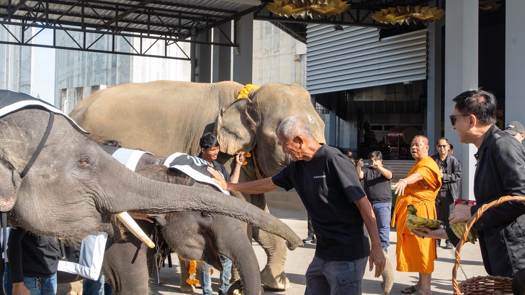 “ปางช้างลูกดก 11 เดือน คลอดแล้ว 9 เชือก ” สวนนงนุชพัทยาจัดใหญ่พิธีรับขวัญลูกช้าง