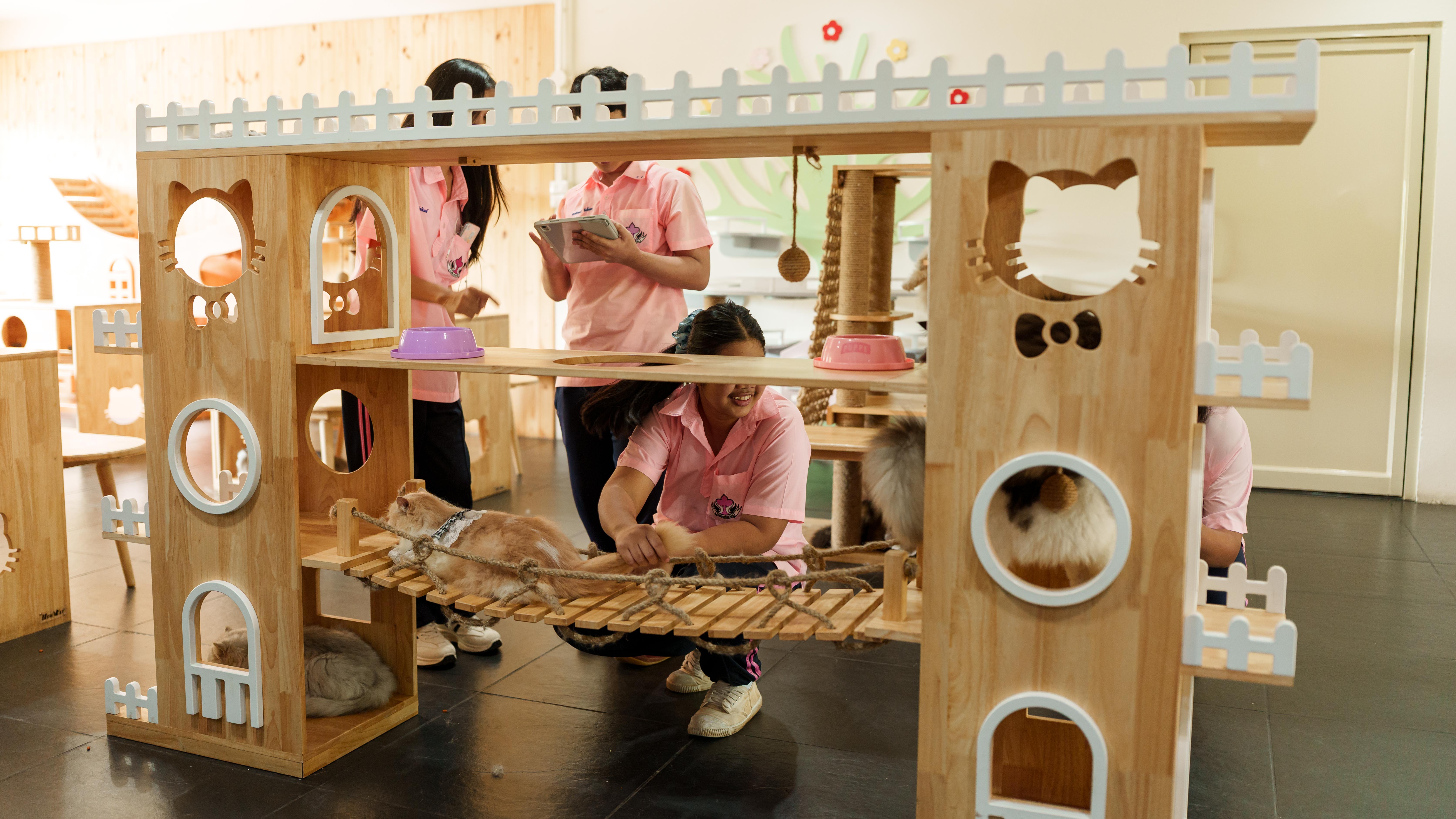 Cat Cafe